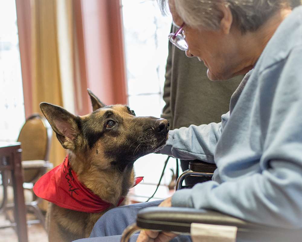 Canine Therapy Dogs In The Berkshires, Canine Therapy Dogs In Connecticut, Canine Therapy Dogs In New York