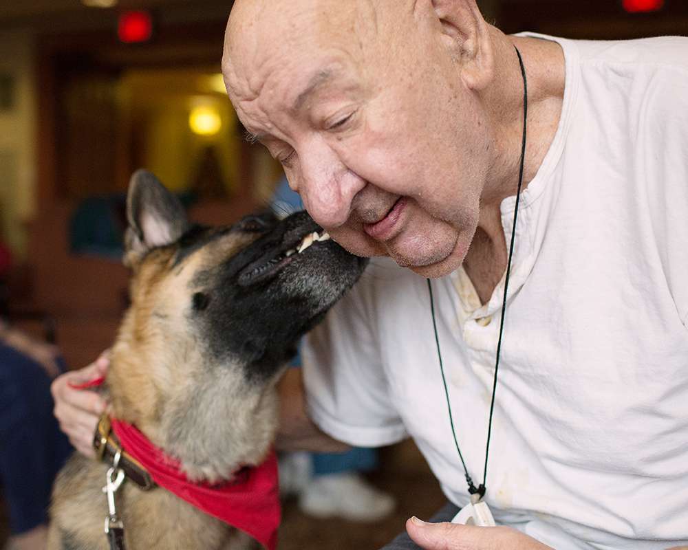 Canine Therapy Dogs In The Berkshires, Canine Therapy Dogs In Connecticut, Canine Therapy Dogs In New York