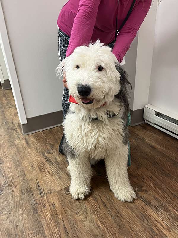 Canine Therapy Dogs In The Berkshires, Canine Therapy Dogs In Connecticut, Canine Therapy Dogs In New York