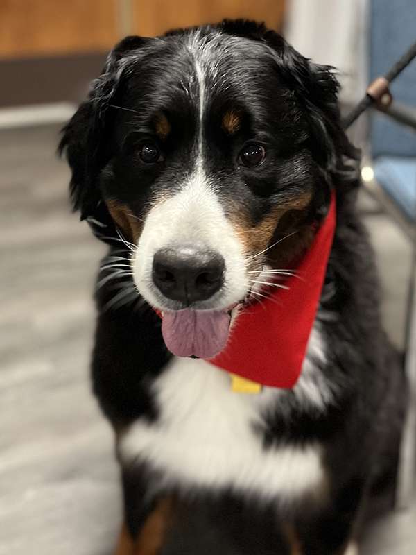 Canine Therapy Dogs In The Berkshires, Canine Therapy Dogs In Connecticut, Canine Therapy Dogs In New York