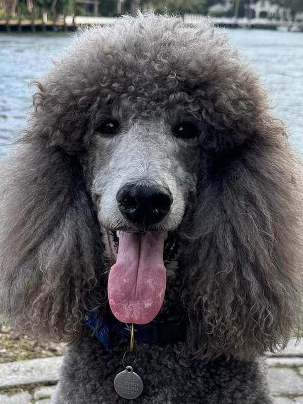 Canine Therapy Dogs In The Berkshires, Canine Therapy Dogs In Connecticut, Canine Therapy Dogs In New York