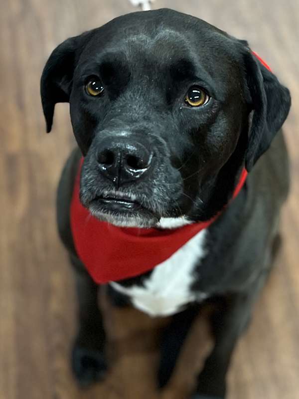 Canine Therapy Dogs In The Berkshires, Canine Therapy Dogs In Connecticut, Canine Therapy Dogs In New York