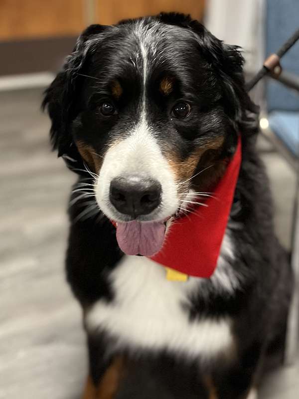 Canine Therapy Dogs In The Berkshires, Canine Therapy Dogs In Connecticut, Canine Therapy Dogs In New York