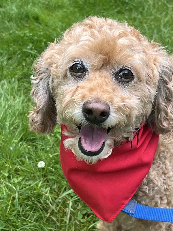 Canine Therapy Dogs In The Berkshires, Canine Therapy Dogs In Connecticut, Canine Therapy Dogs In New York