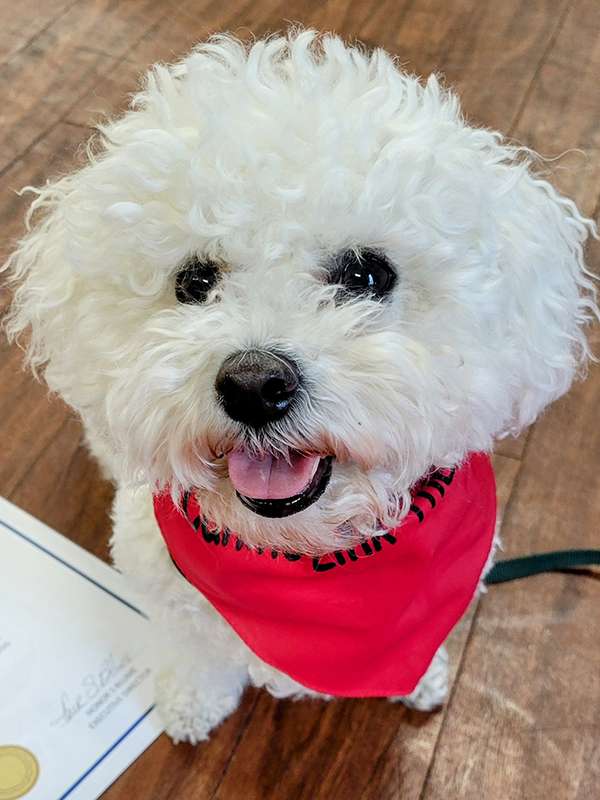 Canine Therapy Dogs In The Berkshires, Canine Therapy Dogs In Connecticut, Canine Therapy Dogs In New York