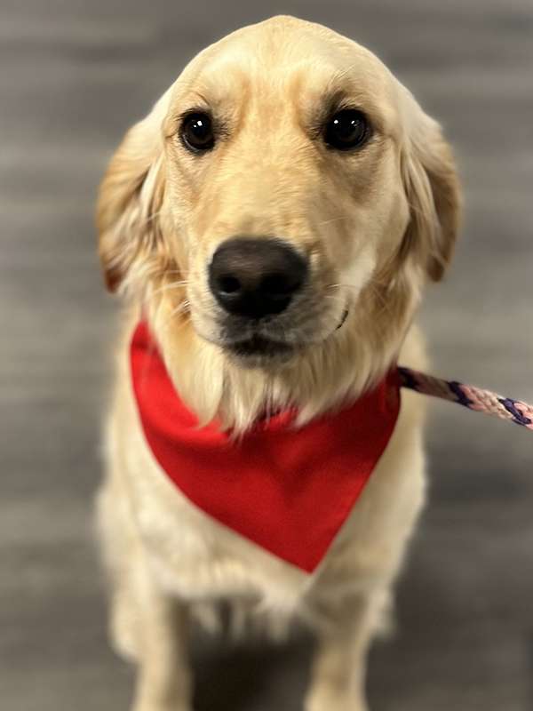 Canine Therapy Dogs In The Berkshires, Canine Therapy Dogs In Connecticut, Canine Therapy Dogs In New York