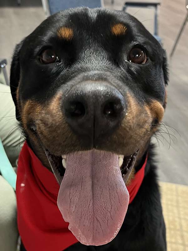 Canine Therapy Dogs In The Berkshires, Canine Therapy Dogs In Connecticut, Canine Therapy Dogs In New York