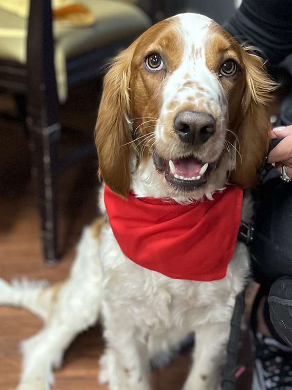 Canine Therapy Dogs In The Berkshires, Canine Therapy Dogs In Connecticut, Canine Therapy Dogs In New York