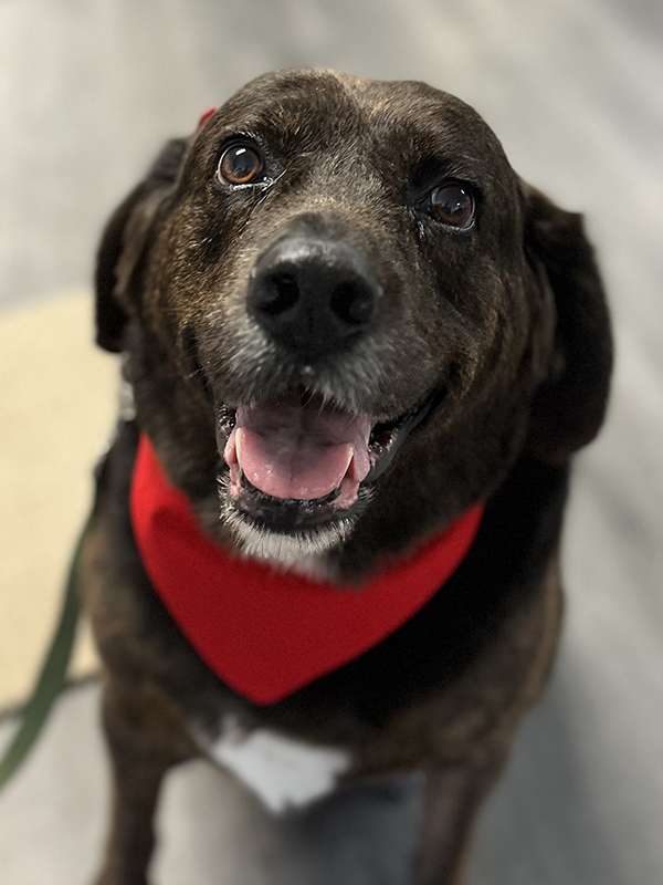 Canine Therapy Dogs In The Berkshires, Canine Therapy Dogs In Connecticut, Canine Therapy Dogs In New York